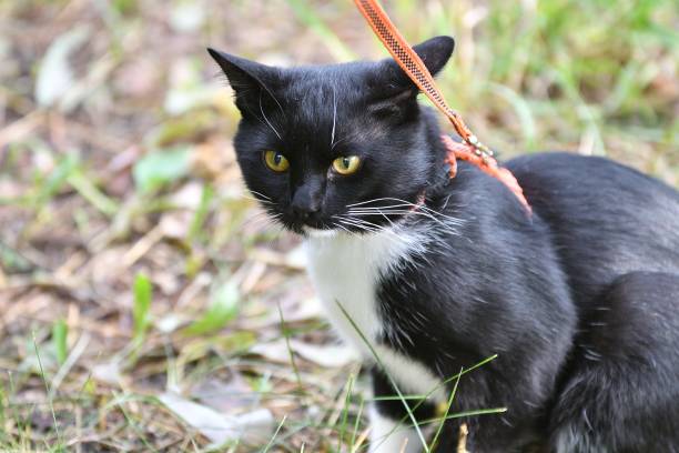 istock Cat black and white color 1250881024