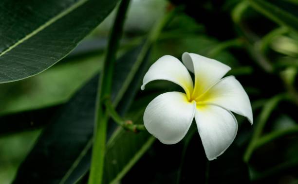 istock Natural photos: Popularly grown porcelain flowers (Vietnam) ( 1250882056