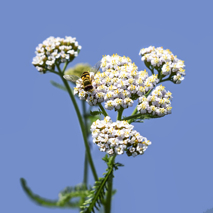 A bee pollinates white flowers of achillea millefolium, close-up, isolated on a blue background. Insect feeds on pollen of a common yarrow plant