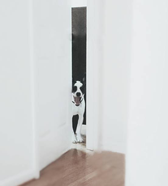 istock Mixed breed dog looking out from bedroom door 1250892541