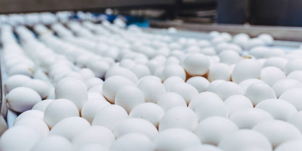 istock egg factory industry poultry conveyor production 1250892567