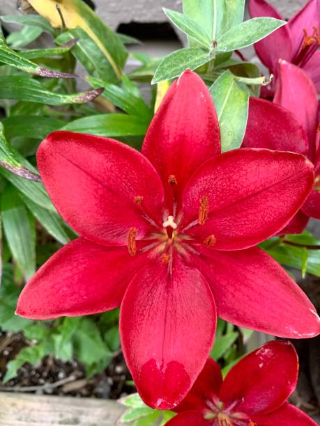 istock Lilium Blackout Flower 1250892605