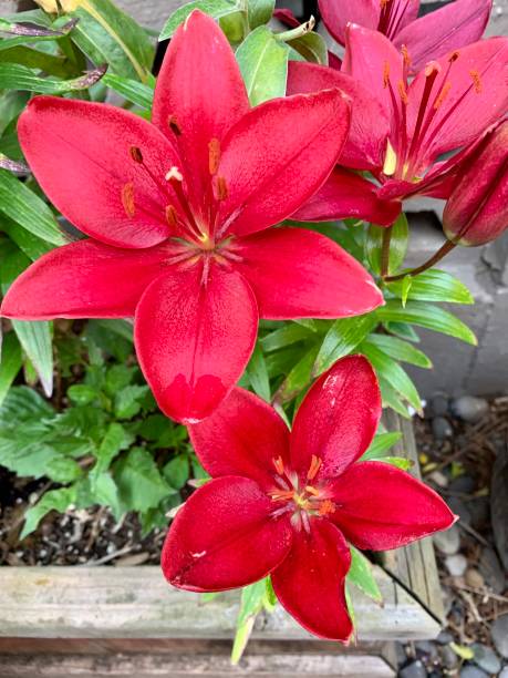 istock Lilium Blackout Flower 1250892607