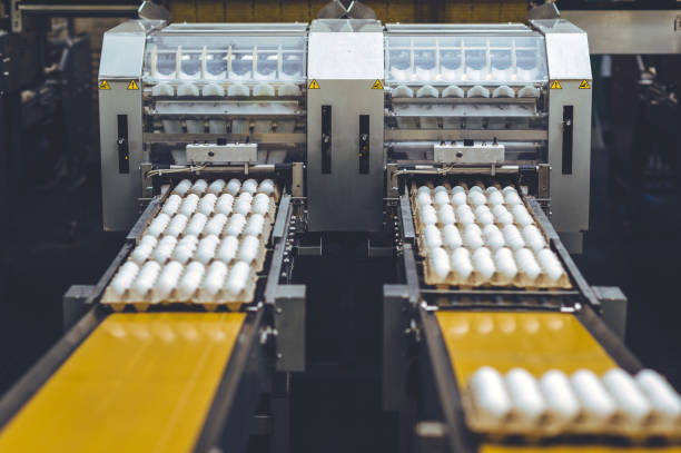 istock egg factory industry poultry conveyor production 1250892695