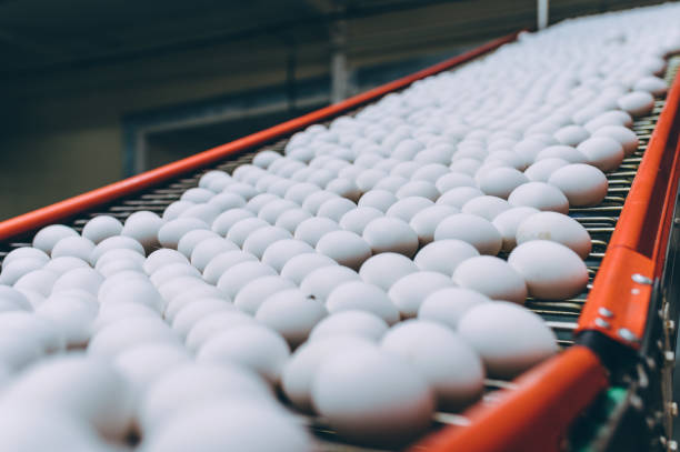 istock egg factory industry poultry conveyor production 1250900130