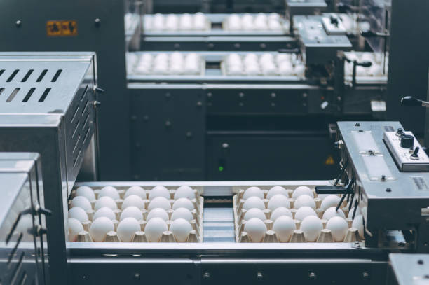 istock egg factory industry poultry conveyor production 1250900147