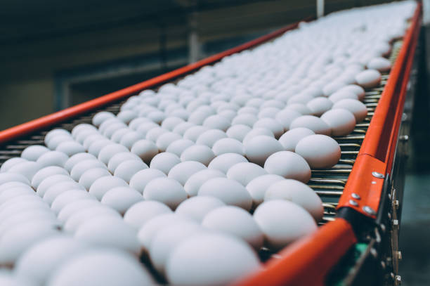 istock egg factory industry poultry conveyor production 1250900174