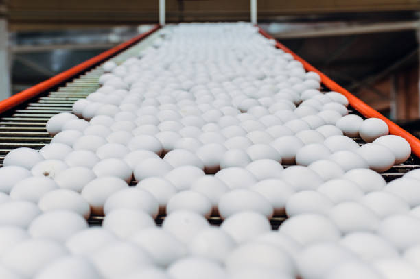 istock egg factory industry poultry conveyor production 1250900719