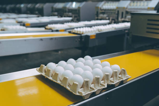 istock egg factory industry poultry conveyor production 1250901763