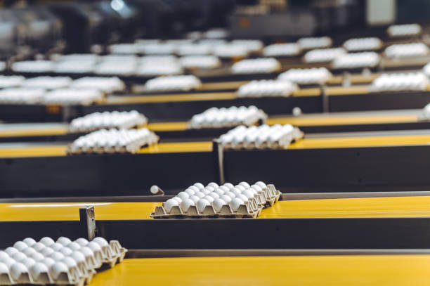 istock egg factory industry poultry conveyor production 1250902300