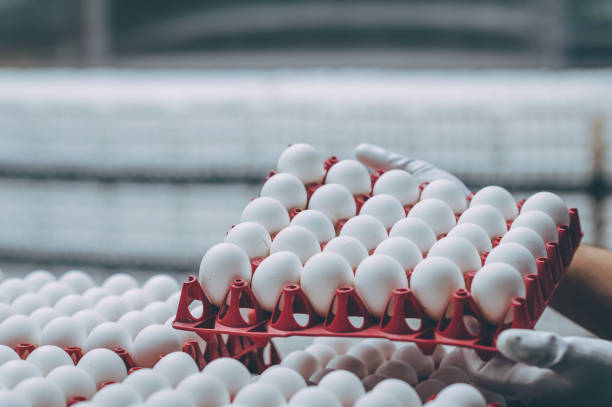 istock egg factory industry poultry conveyor production 1250902361