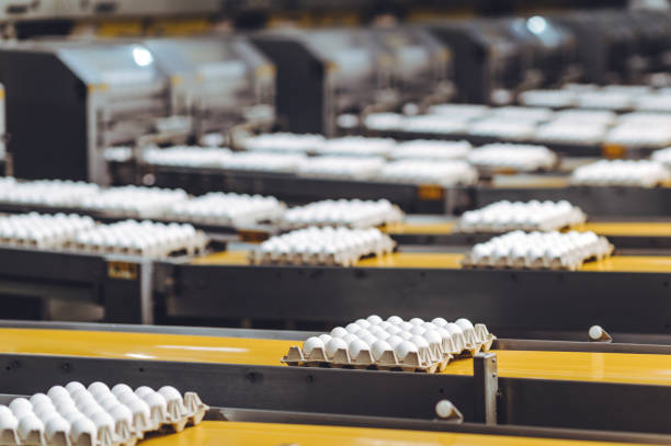 istock egg factory industry poultry conveyor production 1250902377