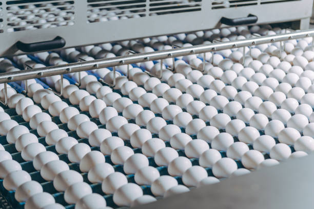 istock egg factory industry poultry conveyor production 1250902473