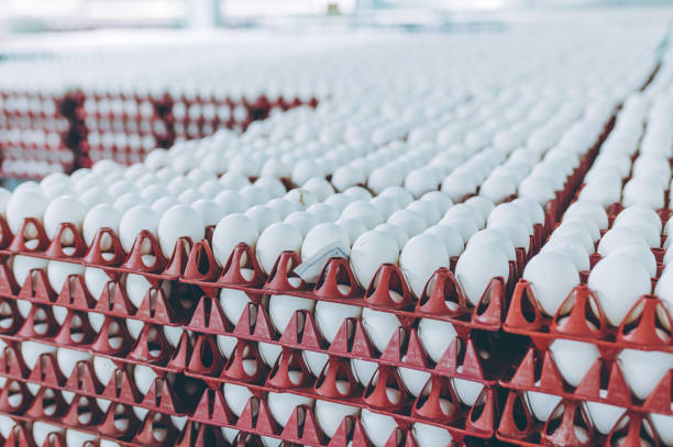 istock egg factory industry poultry conveyor production 1250903550