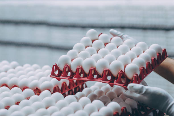 istock egg factory industry poultry conveyor production 1250903694