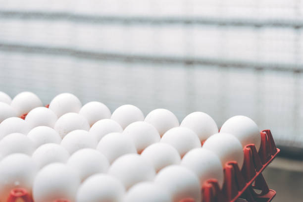 istock egg factory industry poultry conveyor production 1250903765