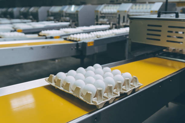 istock egg factory industry poultry conveyor production 1250903801