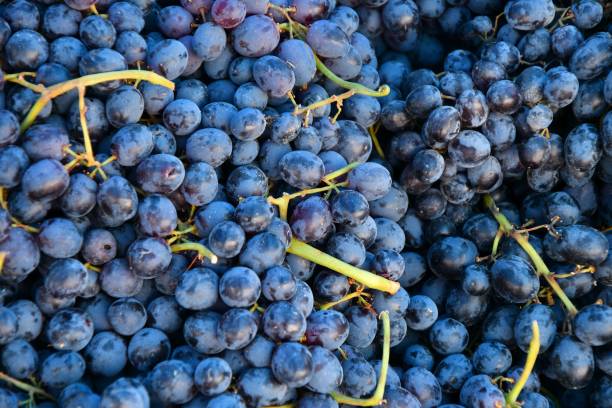 istock Fresh and ripe grapes 1250904423