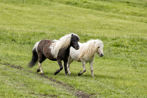 A black foal and a skewbald foal are playing together and are grooming together, social interaction between cute young horses