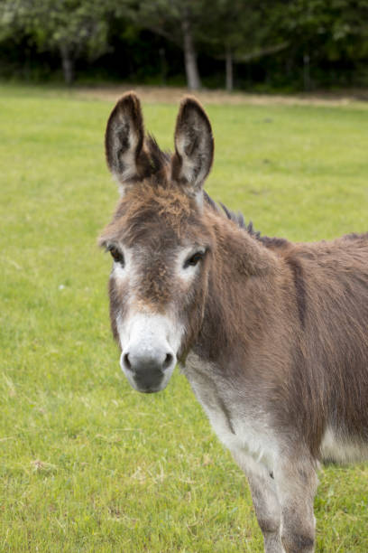 istock Portrait of a miniature donkey. 1250904502