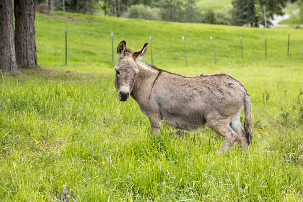istock Cute little donkey in tall grass. 1250904514
