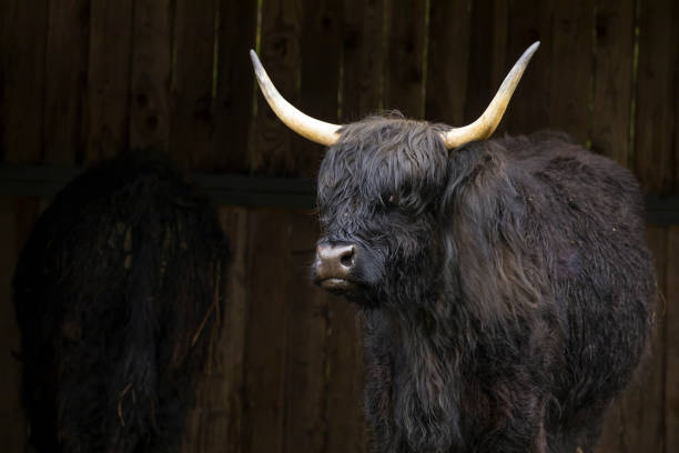 A close up of a highland cow in a structure in north Idaho.