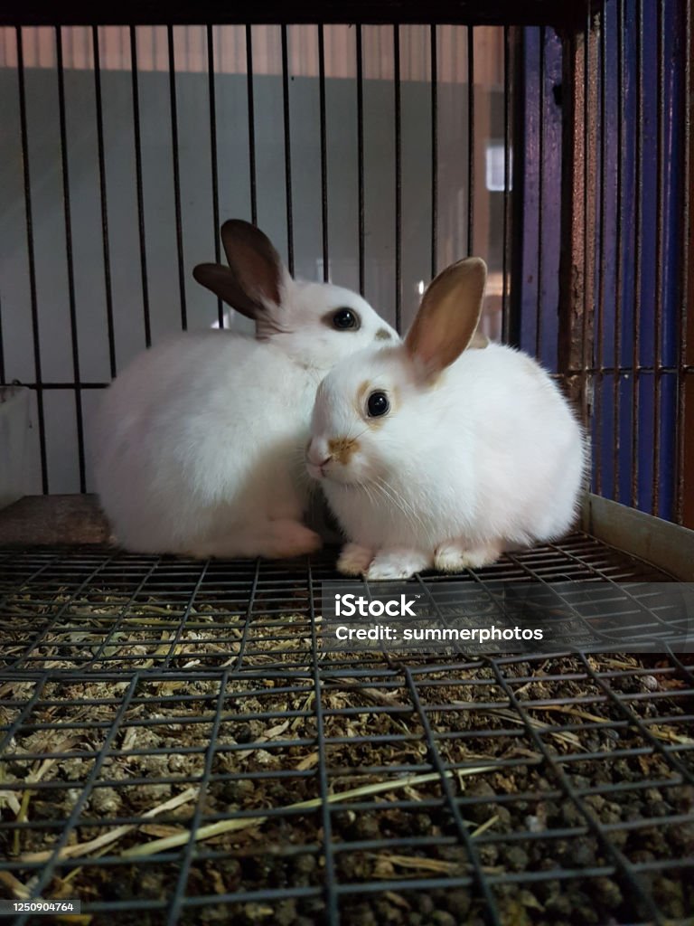 Rabbits 2 Two In A Cage Of Pet Shop Stock Photo - Download Image Now -  Rabbit - Animal, Girls, Cage - iStock