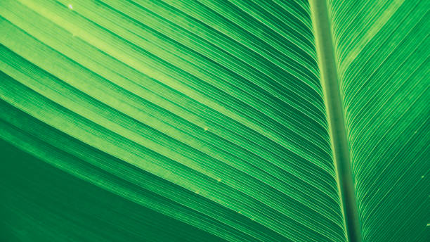 green leaf background textures ecology garden on tropical rain forest jungle banana leaves palm tree. greenery bright nature abstract pattern design element. green eco environment system concept. - bright new life earth globe imagens e fotografias de stock