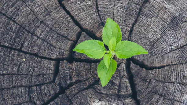 Photo of Green tree growing new life leaf on rotten wood stump wall Green leaves of palm tree fresh plant texture in natural tropical garden. Grove greenery wooden plantation ecology system concept.