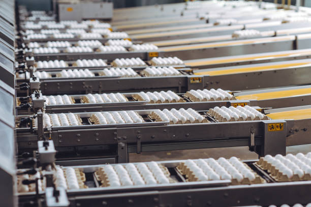 istock egg factory industry poultry conveyor production 1250905454