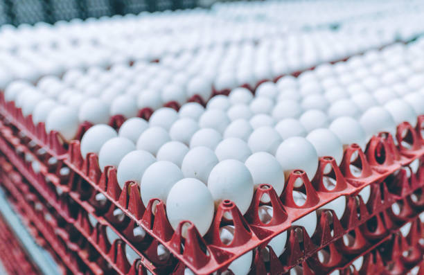 istock egg factory industry poultry conveyor production 1250905528