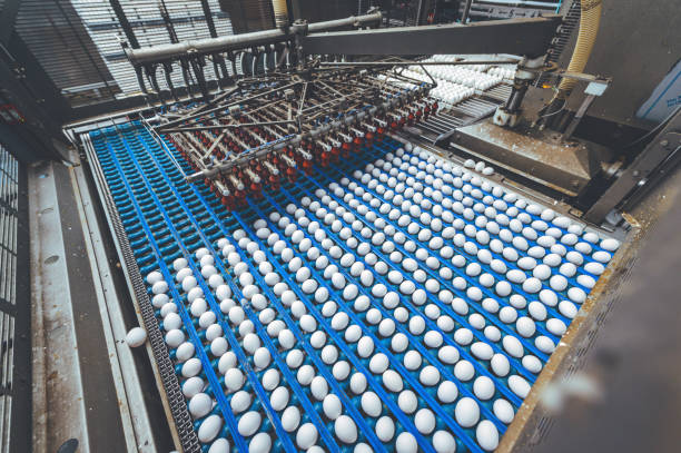 istock egg factory industry poultry conveyor production 1250905558
