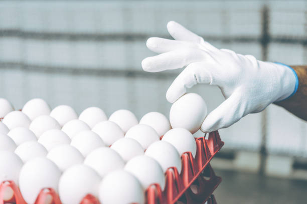 istock egg factory industry poultry conveyor production 1250905636