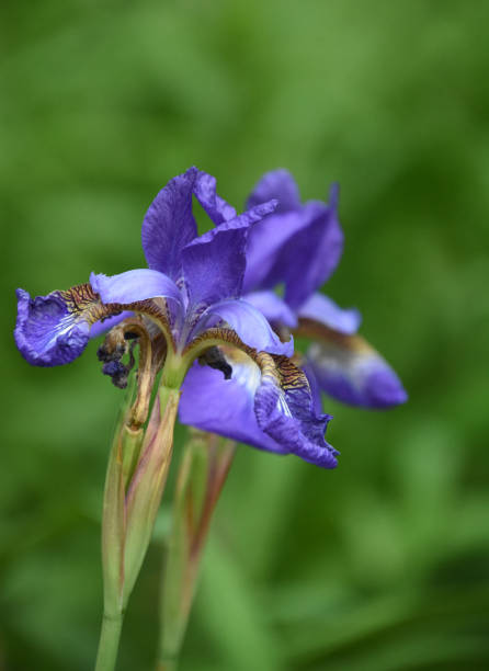 istock Beautiful Flowering Purple Siberian Iris Blossom 1250907522