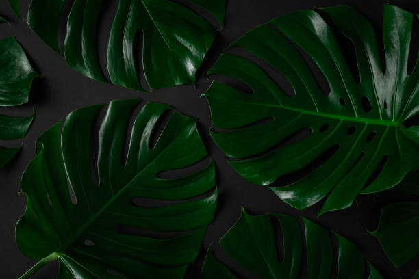 istock Closeup of natural monstera leaves arranged into a pattern on abstract black background 1250910195