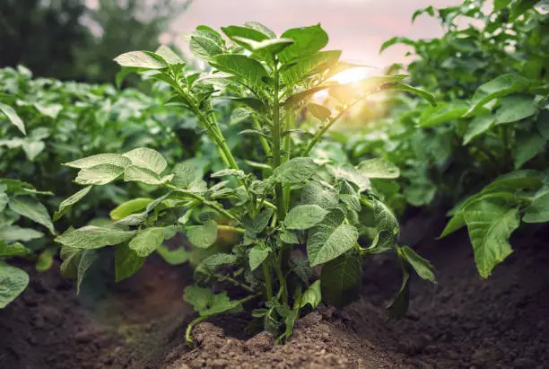 Photo of Young bush potato growing in the vegetable garden close up