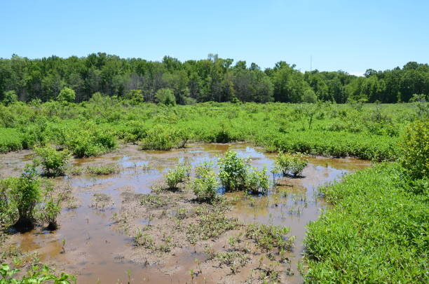 istock green plants in water with mud in wetland 1250911132