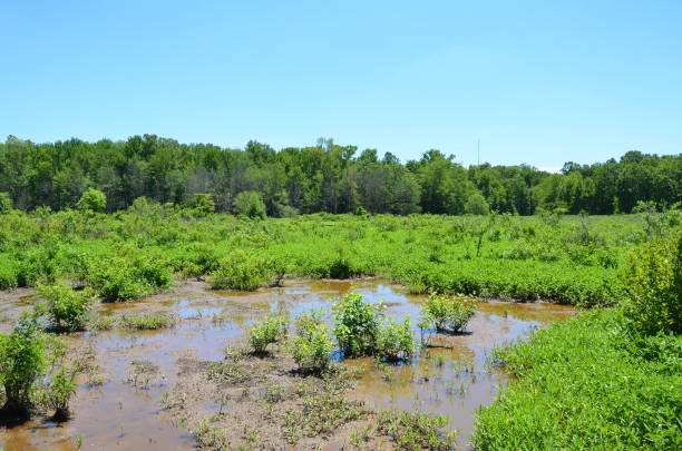 istock green plants in water with mud in wetland 1250911171