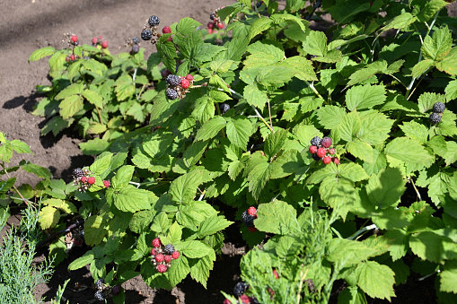 Ripe and juicy blackberries in the summer garden