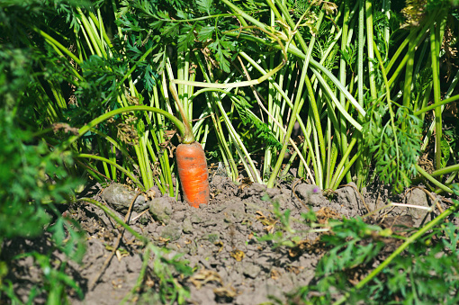 ripe carrots in the ground