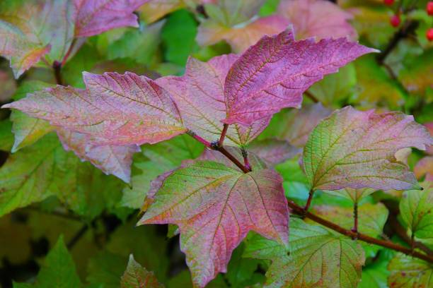 istock The concept of autumn 1250912843