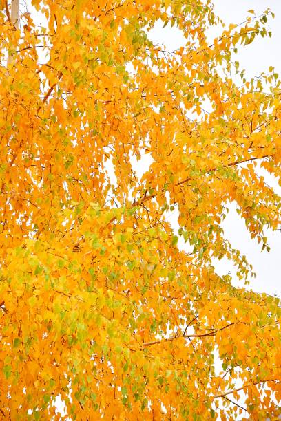 istock The concept of autumn 1250912847