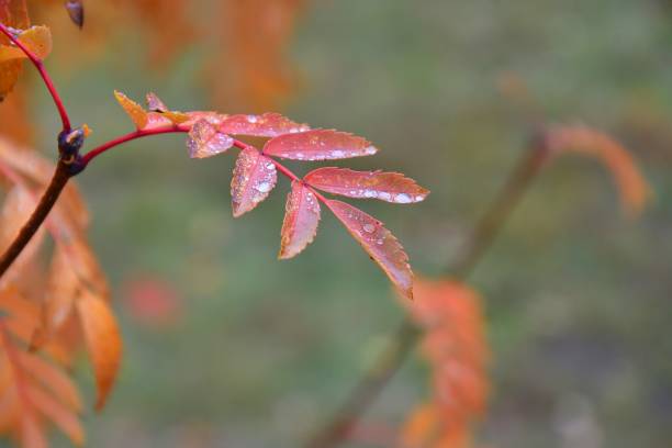 istock The concept of autumn 1250912864