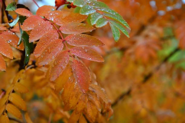 istock The concept of autumn 1250912878
