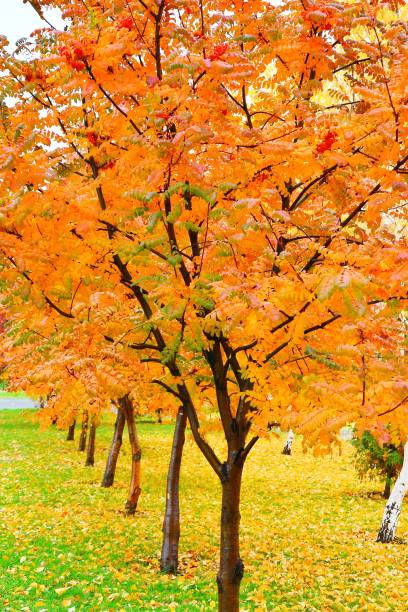 istock Autumn in the city on a rainy day 1250913676