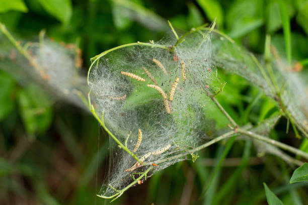 エルミンガ、イポノムータ・マリネルスまたはゲスピンストモットの幼虫のクロー��ズアップ - insect moth nature ermine moth ストックフォトと画像