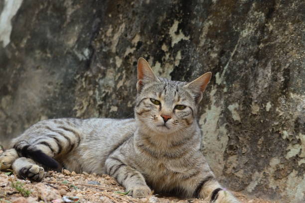 istock A cat sitting on the ground looking at the camera 1250916454