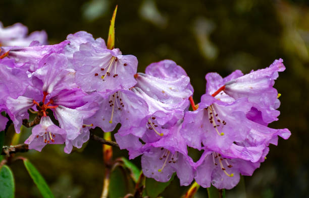 A beautiful violet Rhododendron Flower in North Sikkim Eastern Himalaya Close-up of a blossoming  beautiful violet Rhododendron Flower in North Sikkim Eastern Himalaya indigo plant photos stock pictures, royalty-free photos & images