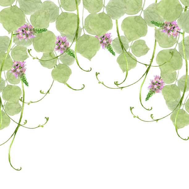 ilustraciones, imágenes clip art, dibujos animados e iconos de stock de flores de kudzu - kudzu