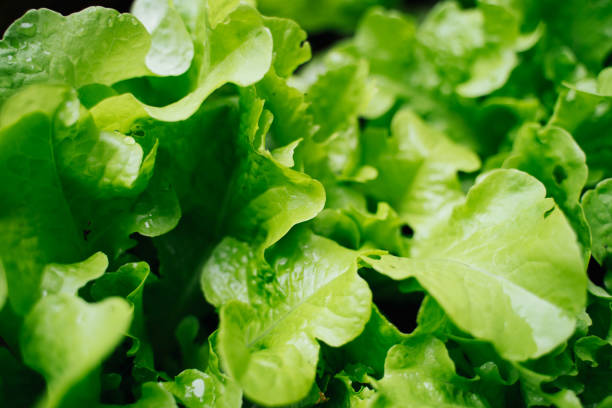 istock home grown salad green and freshly repotted 1250916697